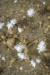 Similar image 21544839