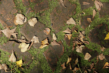 Similar image 21538019