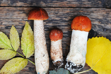 Similar image 21538911