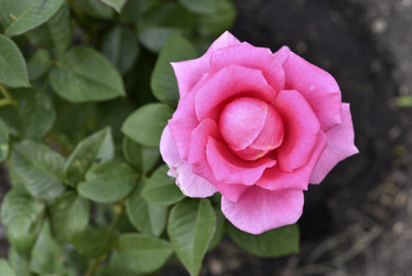 Similar image 21538071