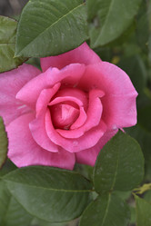 Similar image 21538074