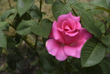 Similar image 21538077