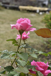 Similar image 21538079