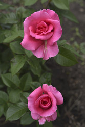 Similar image 21538082