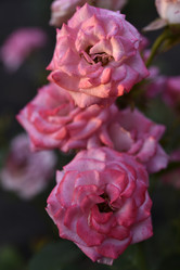 Similar image 21538083