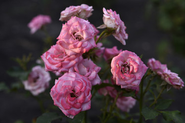 Similar image 21538085