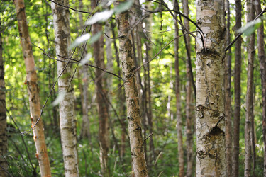 Similar image 21539261