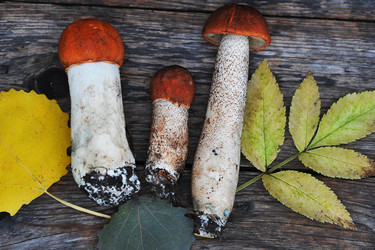 Similar image 21538989