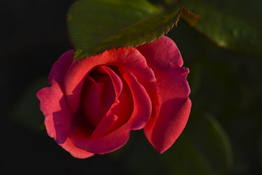 Similar image 21538659