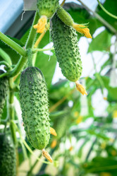 Similar image 21545607