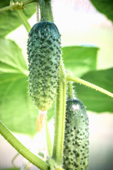 Similar image 21545609