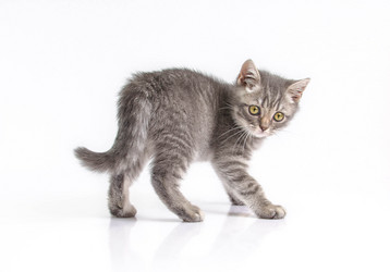 Similar image 21541685