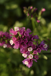 Similar image 21538689