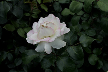 Similar image 21538695