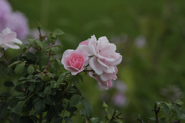 Similar image 21538696