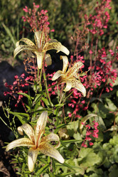 Similar image 21540523