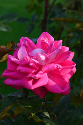 Similar image 21540530