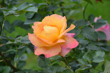 Similar image 21540558