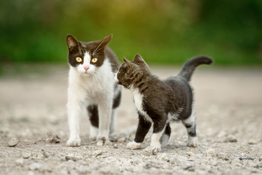 Similar image 21541285