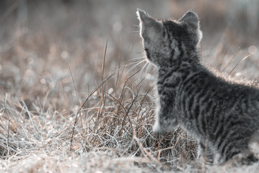 Similar image 21541696