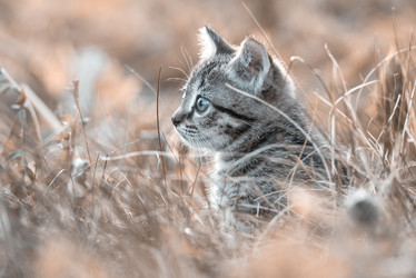 Similar image 21542021