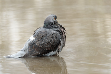 Similar image 21541295