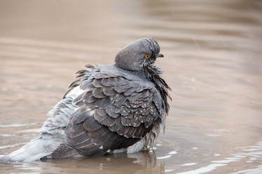 Similar image 21541304