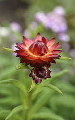 Similar image 21539567