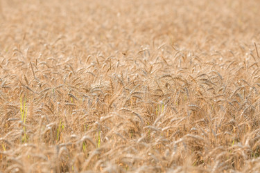 Similar image 21539799