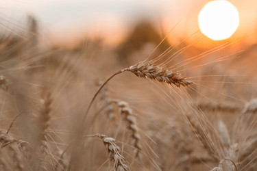 Similar image 21539845