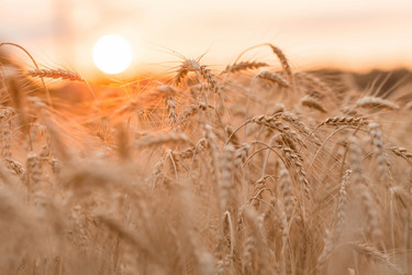 Similar image 21539849