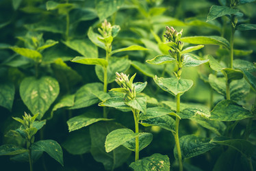 Similar image 21540423