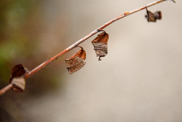 Similar image 21545026