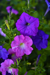 Similar image 21540632