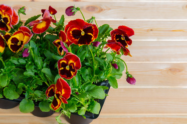 Similar image 21540834