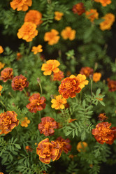 Similar image 21540652