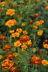 Similar image 21540654