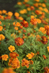 Similar image 21540655