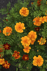 Similar image 21540658