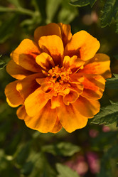 Similar image 21540661