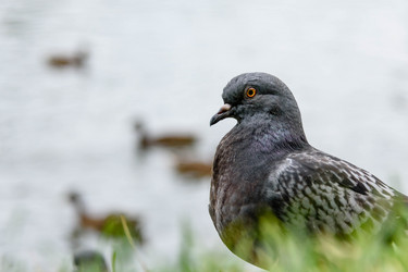 Similar image 21545506