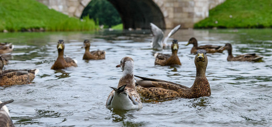 Similar image 21545508