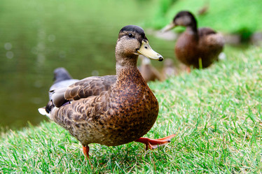 Similar image 21545735