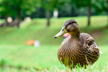 Similar image 21545740