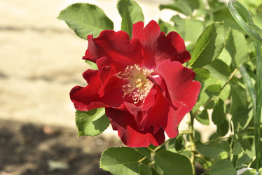 Similar image 21540669