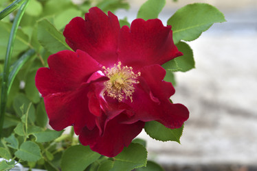 Similar image 21540670