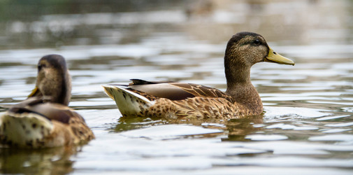 Similar image 21545747