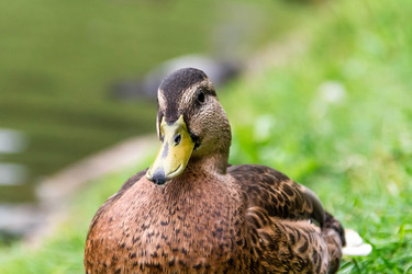 Similar image 21545755