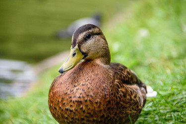 Similar image 21545756