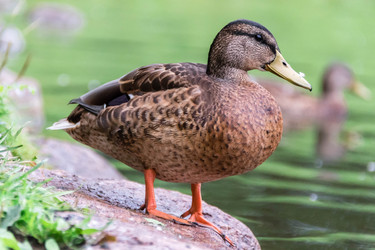 Similar image 21545761